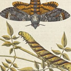 albin-insect006-2