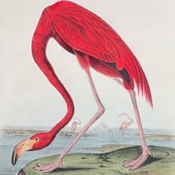 audubonfirst375-2