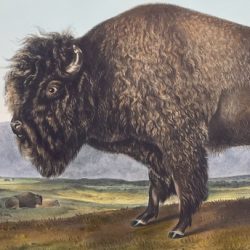 Mammals