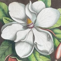 Botanicals