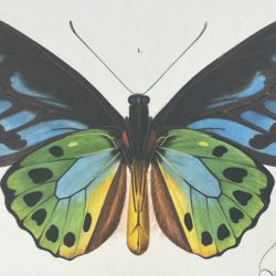 Butterflies. etc