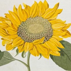 hortus-botanicus-watercolor006-2