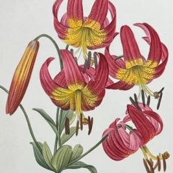 redoute-104-1