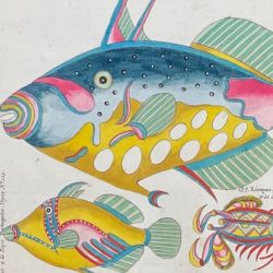 Sealife